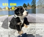 Small Photo #6 Border Collie Puppy For Sale in WEST MONROE, LA, USA