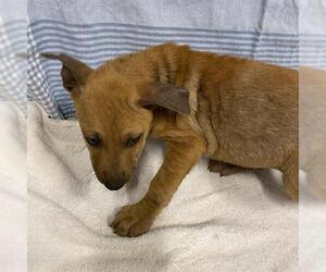 Mutt Dogs for adoption in Modesto, CA, USA