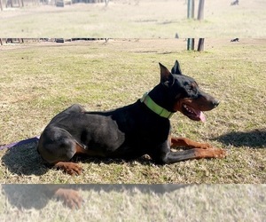 Father of the Doberman Pinscher puppies born on 03/14/2022