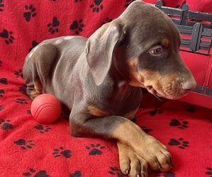 Doberman Pinscher Puppy for sale in BURNS, OR, USA