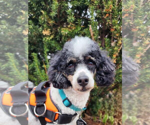Medium Photo #3 Poodle (Miniature) Puppy For Sale in St. Louis Park, MN, USA