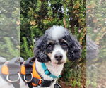 Small #2 Poodle (Miniature)