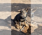 Small #5 German Malinois