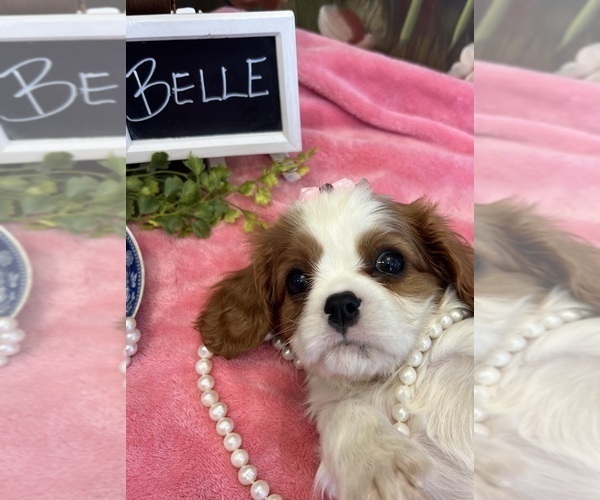 Medium Photo #3 Cavalier King Charles Spaniel Puppy For Sale in ABILENE, TX, USA