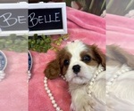 Small #2 Cavalier King Charles Spaniel