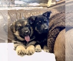 Small Photo #8 German Shepherd Dog Puppy For Sale in BRIGHTON, CO, USA