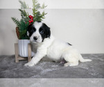 Puppy 2 English Cocker Spaniel