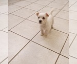 Small Photo #5 West Highland White Terrier Puppy For Sale in HAM LAKE, MN, USA