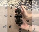 Puppy 0 Schnauzer (Miniature)