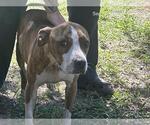 Small American Pit Bull Terrier