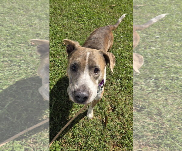 Medium Photo #3 Mutt Puppy For Sale in Rustburg, VA, USA