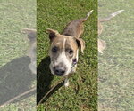 Small Photo #3 Mutt Puppy For Sale in Rustburg, VA, USA