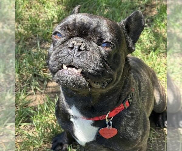 Medium Photo #1 French Bulldog Puppy For Sale in San Diego, CA, USA