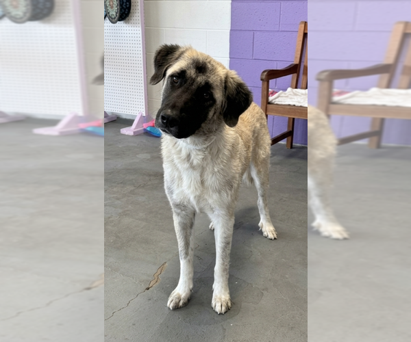 Medium Photo #2 Anatolian Pyrenees Puppy For Sale in Genesee, WI, USA