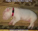 Small Photo #202 Dogo Argentino Puppy For Sale in PINEVILLE, MO, USA