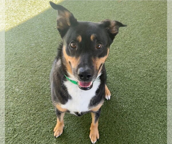 Medium Photo #2 Mutt Puppy For Sale in Euless, TX, USA