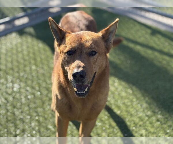 Medium Photo #2 German Shepherd Dog-Unknown Mix Puppy For Sale in Grand Prairie, TX, USA