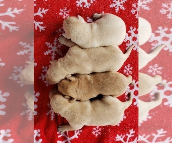 Medium Photo #1 Labrador Retriever Puppy For Sale in OLYMPIA, WA, USA