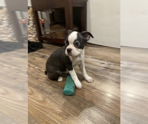 Boston Terrier Puppy for sale in FREDONIA, KS, USA