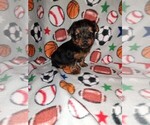 Puppy Harvey Yorkshire Terrier
