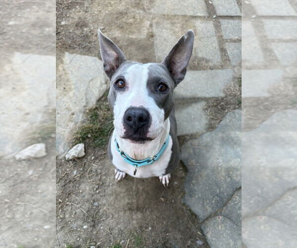 Medium Photo #1 Mutt Puppy For Sale in Brewster, NY, USA