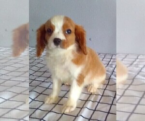 Cavalier King Charles Spaniel Dog for Adoption in FREDERICKSBURG, Ohio USA