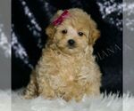 Puppy Veda F1 Maltipoo