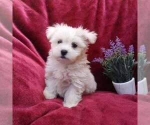 Maltese Puppy for sale in CHICAGO, IL, USA