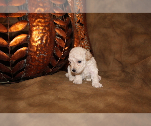 Medium Photo #1 Poodle (Miniature) Puppy For Sale in SIERRA VISTA, AZ, USA