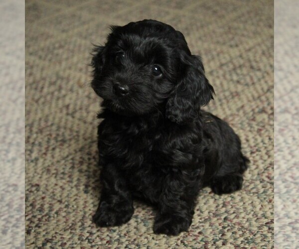Medium Photo #5 Cockapoo-Poodle (Miniature) Mix Puppy For Sale in GAP, PA, USA