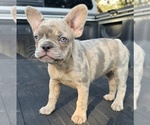 Small #5 French Bulldog