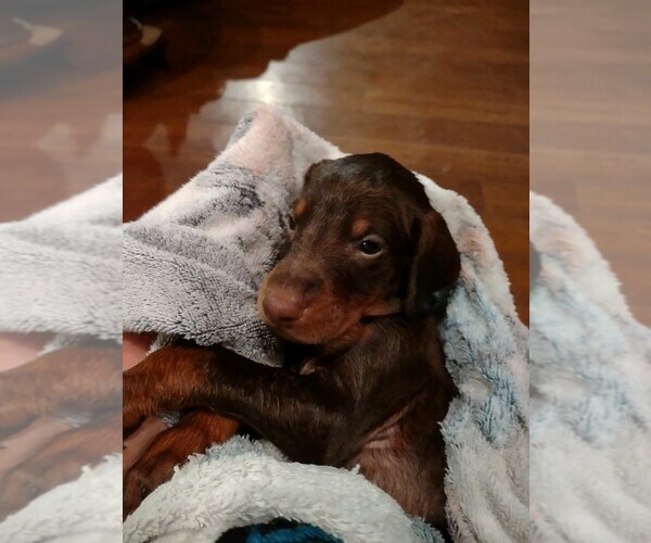Medium Photo #3 Doberman Pinscher Puppy For Sale in BENTON, KY, USA