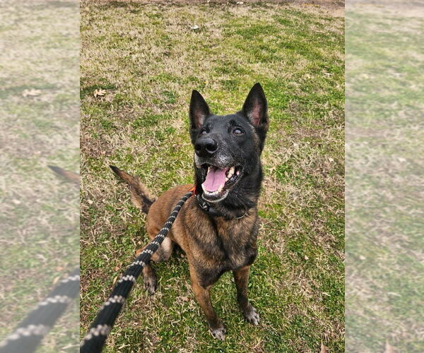 Medium Photo #1 Mutt Puppy For Sale in Imlay City, MI, USA