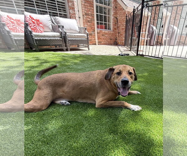 Medium Photo #3 Boxer-Unknown Mix Puppy For Sale in McKinney, TX, USA