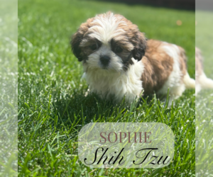 Shih Tzu Puppy for Sale in ELMHURST, Illinois USA