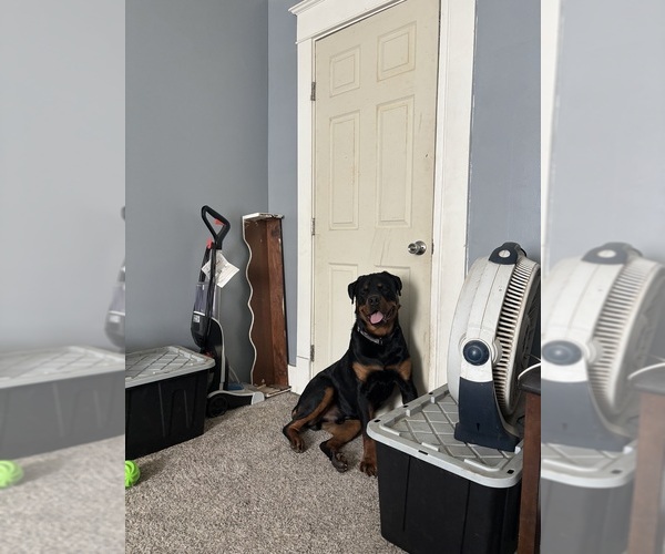 Medium Photo #1 Rottweiler Puppy For Sale in DANVILLE, IL, USA