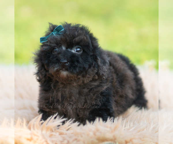 Medium Photo #2 Poodle (Miniature) Puppy For Sale in WARSAW, IN, USA