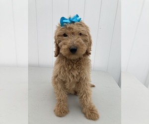 Goldendoodle-Poodle (Standard) Mix Puppy for sale in APOPKA, FL, USA
