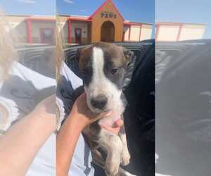 Mutt Dogs for adoption in San Angelo, TX, USA