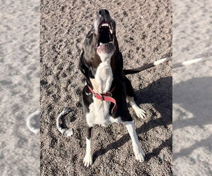 Abby - Female Labrador Retriever-Unknown Mix Dog for Adoption - Photo #4
