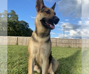 Mother of the German Shepherd Dog puppies born on 04/01/2025