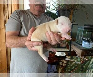 Portuguese Warren Hound Puppy for sale in COLCORD, OK, USA