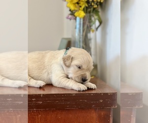 Golden Retriever Puppy for sale in HOSCHTON, GA, USA