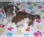 Small Photo #5 Shorkie Tzu Puppy For Sale in ORO VALLEY, AZ, USA