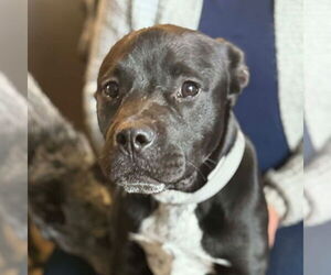 Labrador Retriever-Unknown Mix Dogs for adoption in Canton, CT, USA