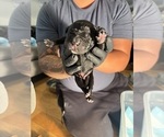 Litter of 9 - Male(s) and Female(s) Cane CorsoLitter of Puppies for Sale - Photo #3