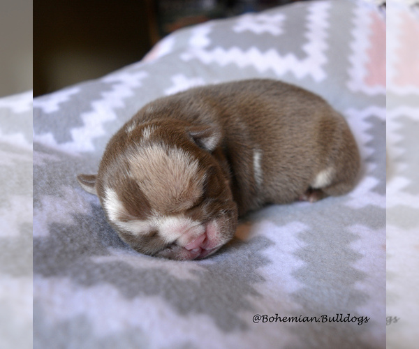 Medium Photo #6 Bulldog Puppy For Sale in PASCO, WA, USA