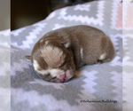 Small Photo #6 Bulldog Puppy For Sale in PASCO, WA, USA