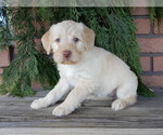 Small #3 Labradoodle