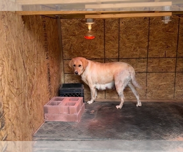 Medium Photo #1 Labrador Retriever Puppy For Sale in NEWNAN, GA, USA